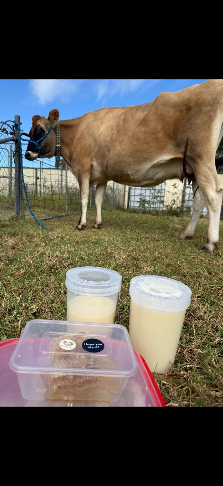 Jersey cow bath milk